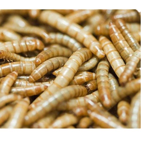 Sino Crown Bulk Dried Mealworms