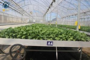 Agriculture Wire Mesh Seed Bench Growing Tables Greenhouse Rolling Benches