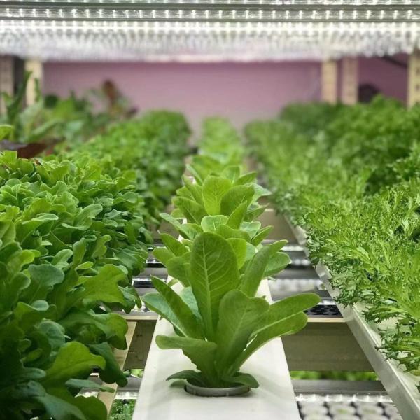 18000.000kg Package Gross Weight Green Leafy Vegetable Growing Container Greenhouse