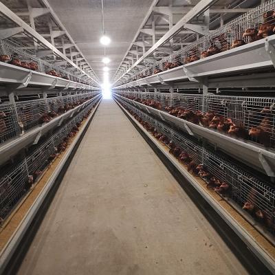 tipo da gaiola H das aves domésticas da bateria de 650x1250x2220mm automático para a camada