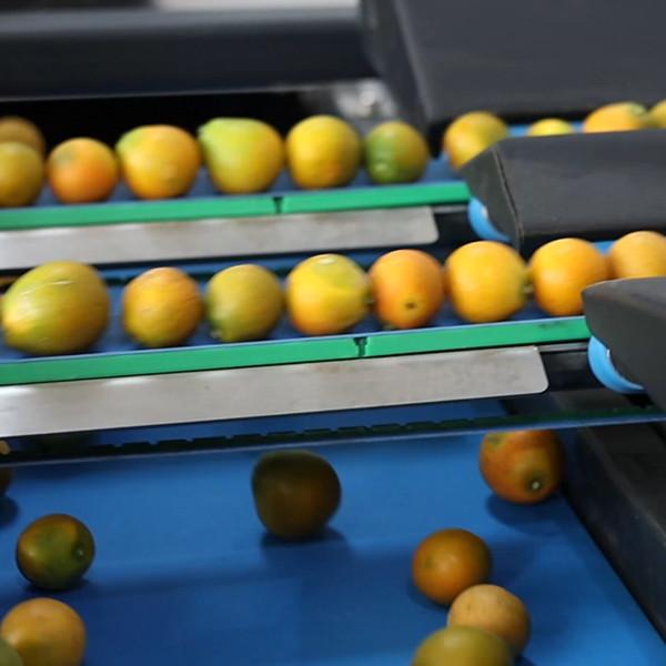 8 Channels 380V Kumquat Fruit Sorting Machine White Grading Machine