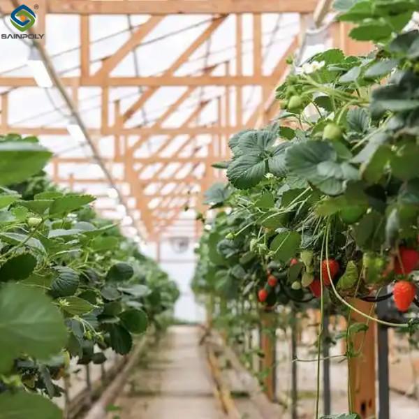 Galvanized Steel Hydroponics Strawberry Greenhouse Large Size
