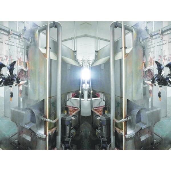 Машины для убоя гусей из нержавеющей стали 200BPH - 12000BPH