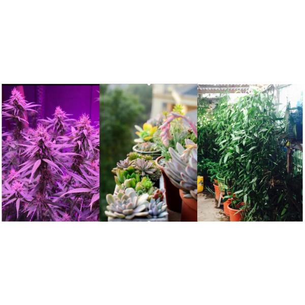 1200w Led Hydroponic Plant Grow Light Indoor Gardening Plant Growing 1.2A