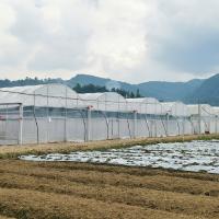 La inmersión caliente del Multi-palmo del arco del invernadero de gran tamaño de la película plástica galvanizó el invernadero plástico de acero de la agricultura
