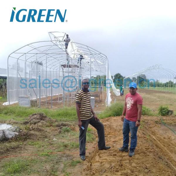 Umbrella Shape Single-Span Large Agriculture Prefab Greenhouse with Hot Dipped Galvanized Steel Frame PE Material