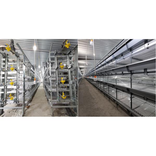 Обрабатывающее оборудование бройлера фермы, тип клетка h ячеистой сети Q235 3.0-6.0mm слоя