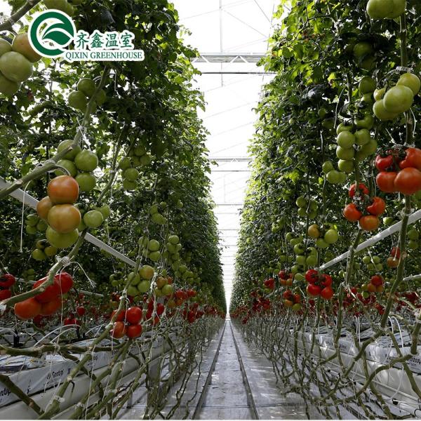 Hydroponic Supplies for Single-Span Greenhouses Cooling Irrigation Ventilation and More
