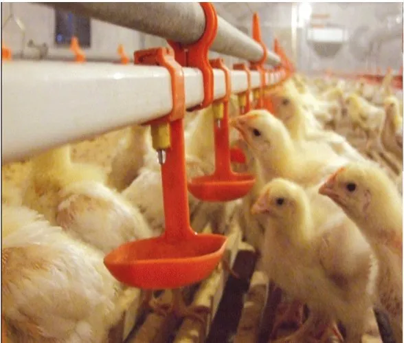 Automatic Poultry Water Nipple Drinker with 360 Degree Triggering for Broiler Chickens
