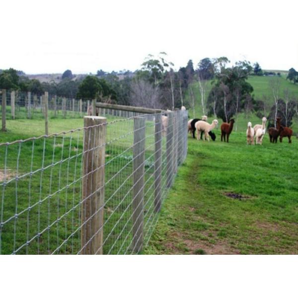 Hinge Joint Cattle Wire Fence High Strength For Protecting Farmland