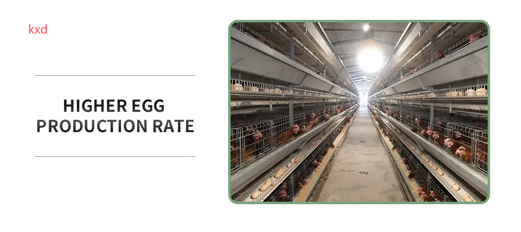 Corrosion Resistant Hot-dip Galvanized Layer Chicken Cage with High Egg Laying Rate for Poultry Farming