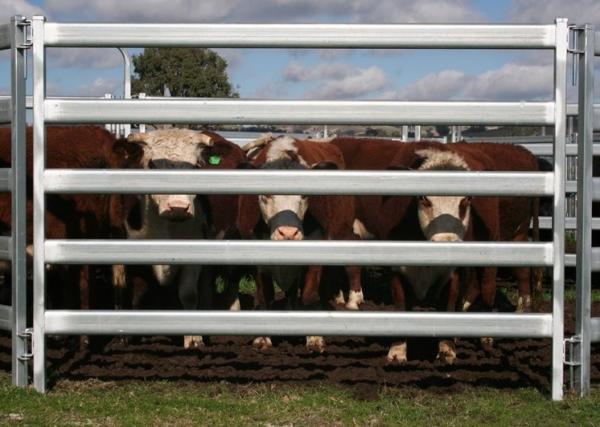 Galvanized Pipe Fence 1.8x2.1m Heavy Duty Horse Panels Welded Wire