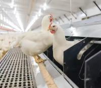Facile à tirer poulet plancher en plastique, volaille plancher en plastique