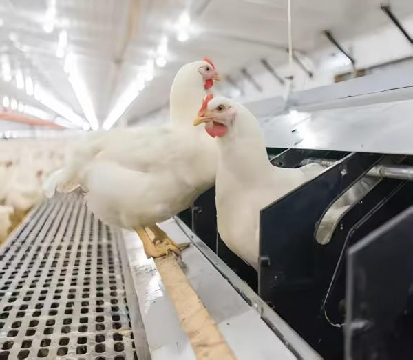 Modern Automatic Broiler Chicken Farming Equipment H Type Poultry Broiler Cage