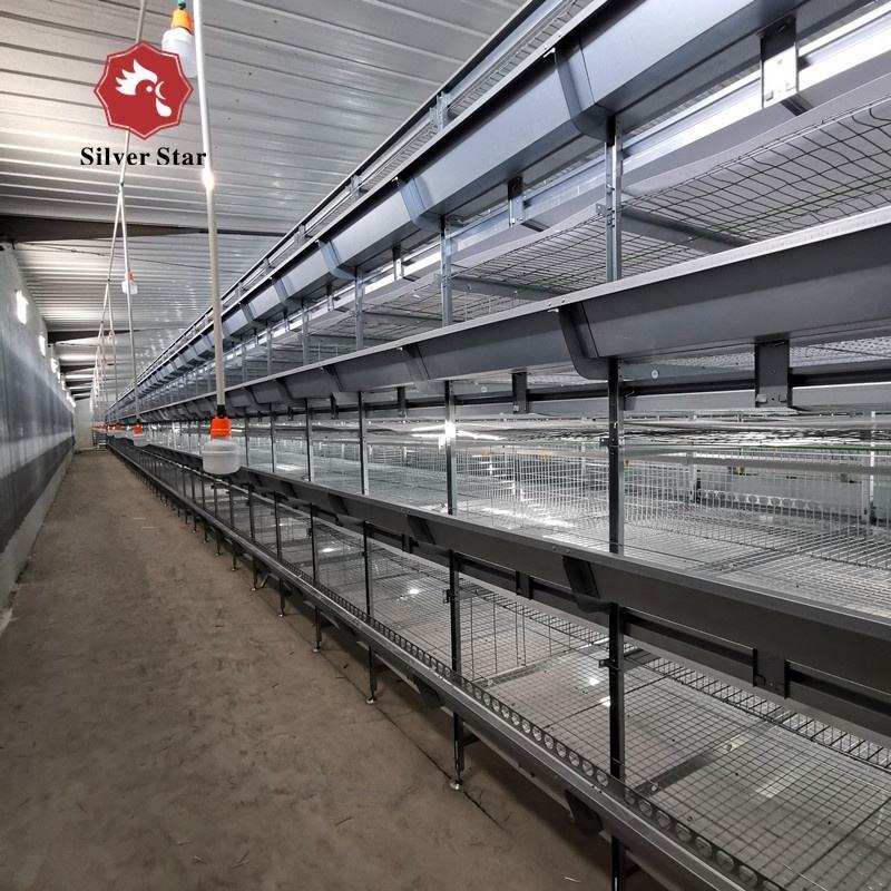Commercial-Scale Automatic H-Type Battery Cage System with Full Automation and Hot-Dip Galvanized Steel for 50,000+ Birds