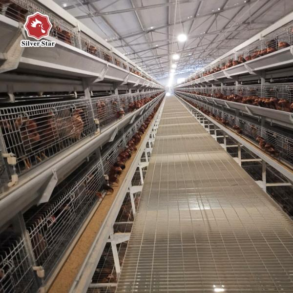 4Rows 50000 Hen Layer Chicken Cage Battery System 240 Birds / Cage