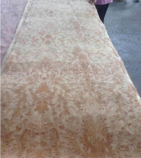 Golden Camphor Burl Paper Backed Veneer Sheets 4' x 8'