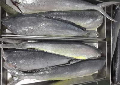 Coryphaena Hippurus 2KG Whole Round Pacific Frozen Mahi Mahi