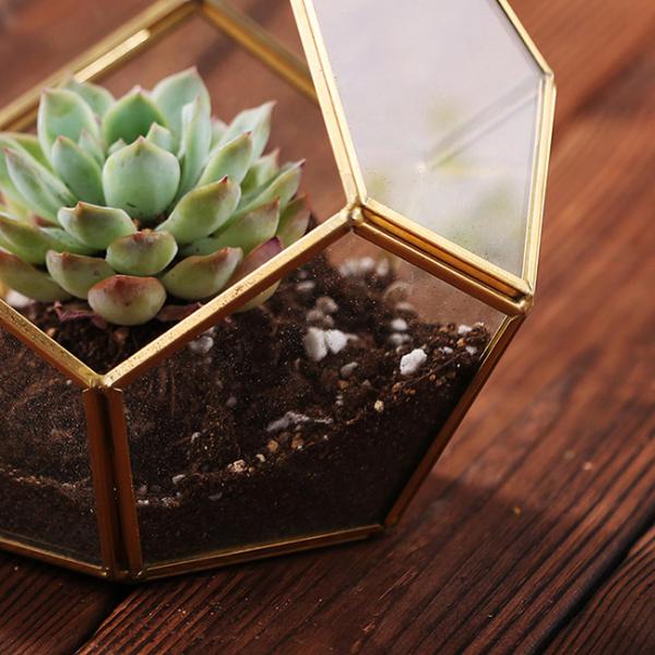 Do ouro suculento de vidro do preto da planta de Homeware da flor Terrarium de vidro geométrico de suspensão