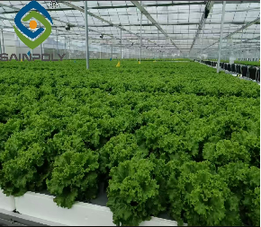 Commercial Lettuce Farm NFT Greenhouse With Galvanized Frame 1.6-1.8m Height