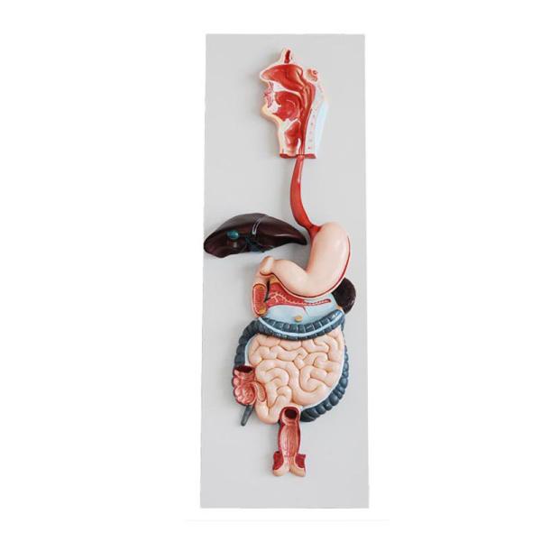 Plastic Simulation 86cm Small Anatomy Models Human Blood Circulatory System