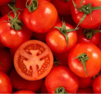 Linha de processamento de alta velocidade de alta capacidade automático da pasta de tomate