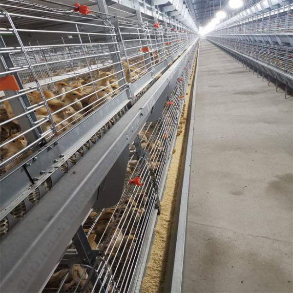 Caixa de aço Q235 tipo A projetada para frangos bebês