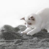 Facile à ramasser Minerai de chat Litter gris sans poussière Litter de chat Matériaux naturels