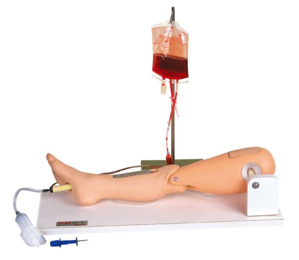 Bone marrow puncture Human Patient Simulator right leg for college , school training