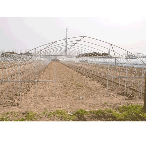 Beautiful Polyethylene Film Greenhouse Good Pressure Resistance For Lettuce Planting