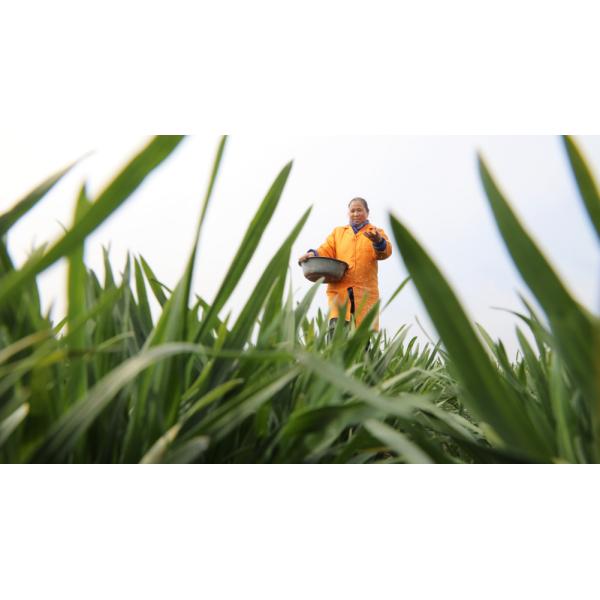 Buy Good Quality Fertilizer Nitrogen-phosphate-potassium Fertilizers Cas 66455-26-3 NPK 10-10-20 Compound Fertilizer MTL