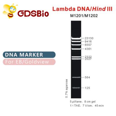 λDNA/escadaⅢ traseiro M1201 do marcador do ADN (50μg) /M1202 (5×50μg)