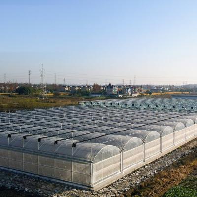 Estrutura de aço Sistema de estufa hidropônica multi-espaço para agricultura sustentável