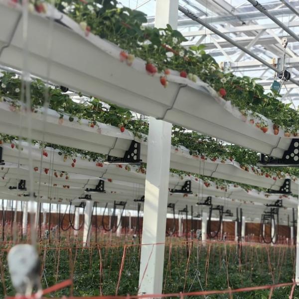 Estufa de vidro hidropônica para cultivo de flores 30 dias de devolução reembolsa um tipo de telhado