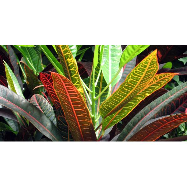 Customized 180cm fake Natural Foliage Variegated Croton Plant