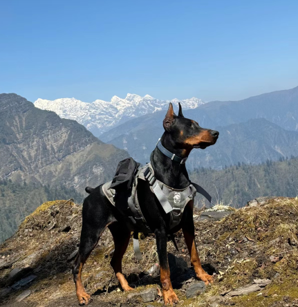 Soft Comfortable Advantage Custom Led Dog Collar with Tracker Case Waterproof Light