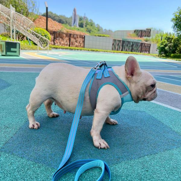 Dog Harness Breathable Mesh Cloth Pet Leash Adjustable Custom Designer Nylon Webbing