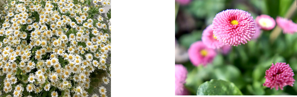 Concentrated Daisy True Love Fragrance Essence For Perfume Making with Modern Rose Scent and Long-lasting Free Sample