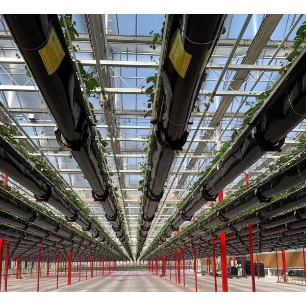 Cultivation Method Hydroponics US Regulated Glass Greenhouse for Vegetable/Flower/Fruit