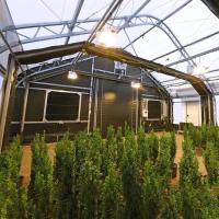 Crescimento das plantas da agricultura da estufa da privação da luz do escurecimento do cannabis da folha do PC