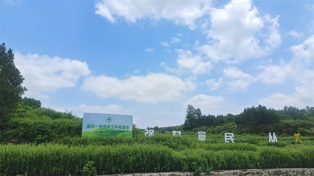 Hubei Yishiyuan Chinese Mugwort Biotechnology Company Limited