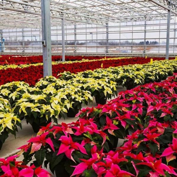 Стеклянная теплица из оцинкованной стальной трубы с орошением и отличным обслуживанием клиентов