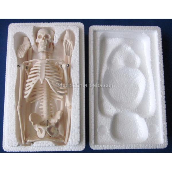 Customizable Logo Advanced PVC Flexible Skeleton Model with Movable Jaw and Material 45CM
