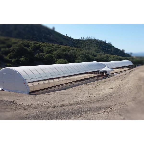 Single Span PE Film Greenhouse TUV Low Cost Poly Tunnel Greenhouse