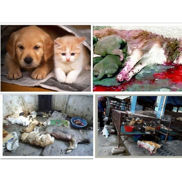 Крошечные куриные животные домашние животные Кремационная печь Крематор для продуктового магазина с использованием нефтяного топлива