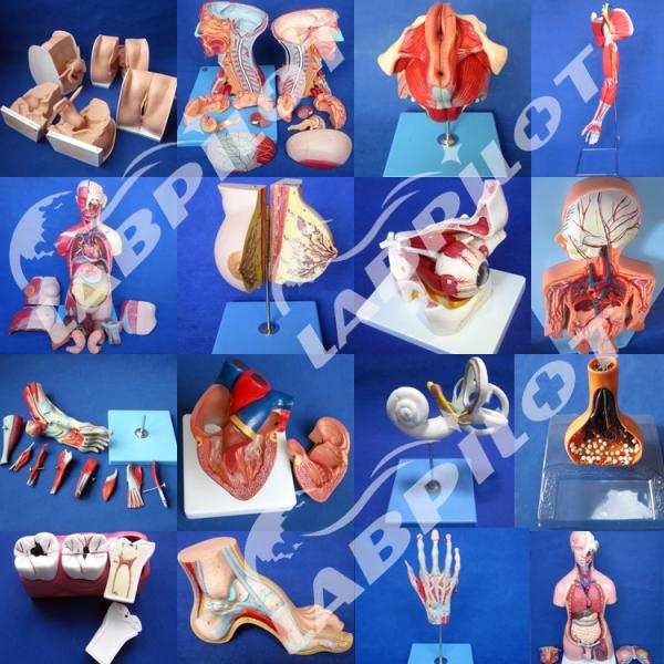 Realistic Human Simulation Manikin Ankle Joint Injection Training Model with Control Box