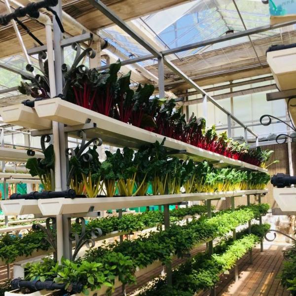 High Light Transmission Glass Commercial Greenhouse Hydroponic Setup for Full Payment