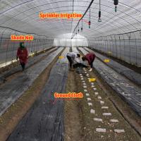 Plantation de champignons végétaux Serre d'ombrage avec revêtement noir et blanc et fil d'ombrage