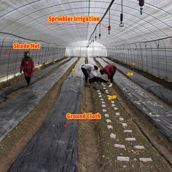 Mushroom Growing Black White PEP Mushroom Farm Greenhouse Agricultural Greenhouse