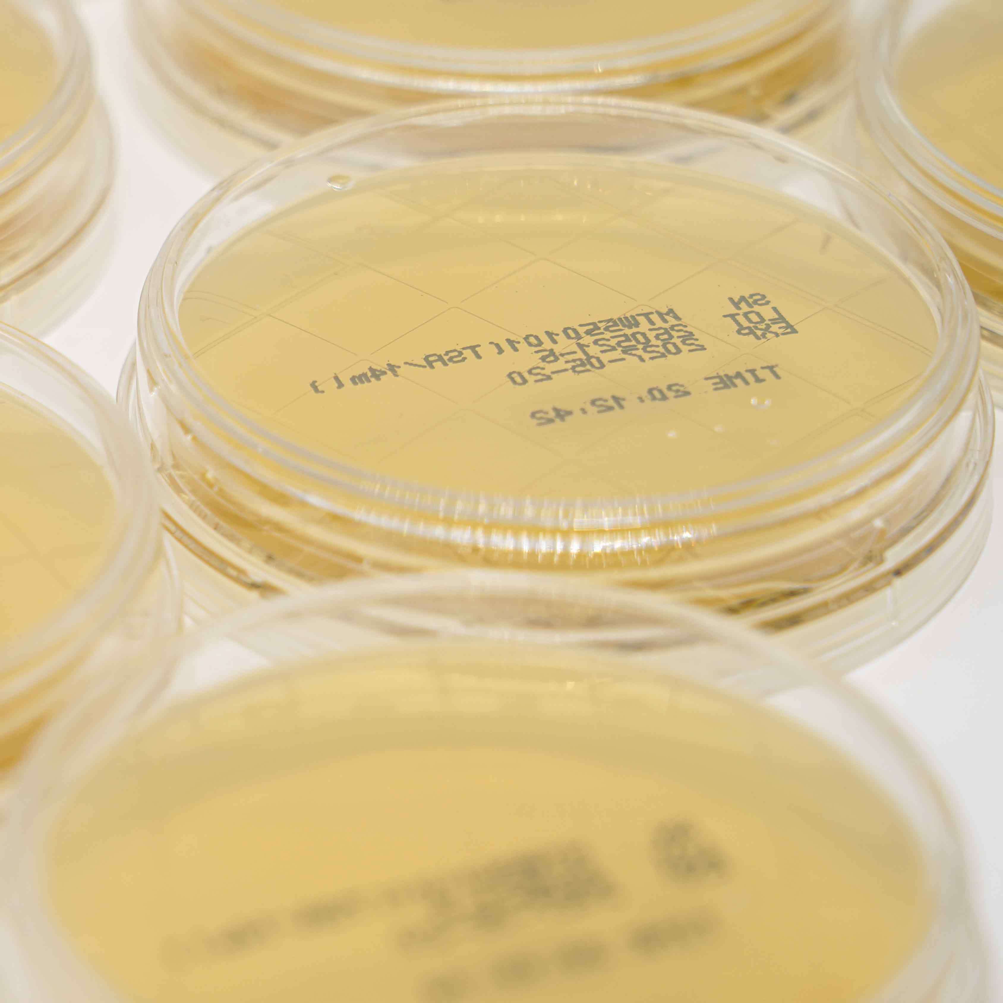 Microbial Culture Prepared Tryptic Soy Agar TSA Ready To Use Sterile Agar Plates